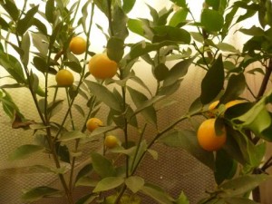 椎色の柑橘類
