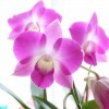 image006